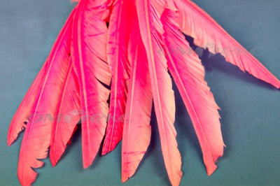 Декоративный Пучок из перьев, перо 25см/розовый - купить в Азове. Цена: 14.40 руб.